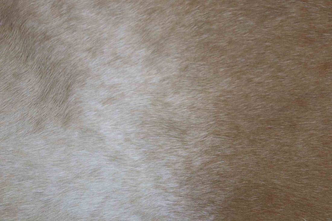 Light Brown White (6.10 X 6.4 ft.) Exact As Photo BRAZILIAN Cowhide Rug | 100% Natural Cowhide Area Rug | Real Leather Cow Skin Rug | BZ159