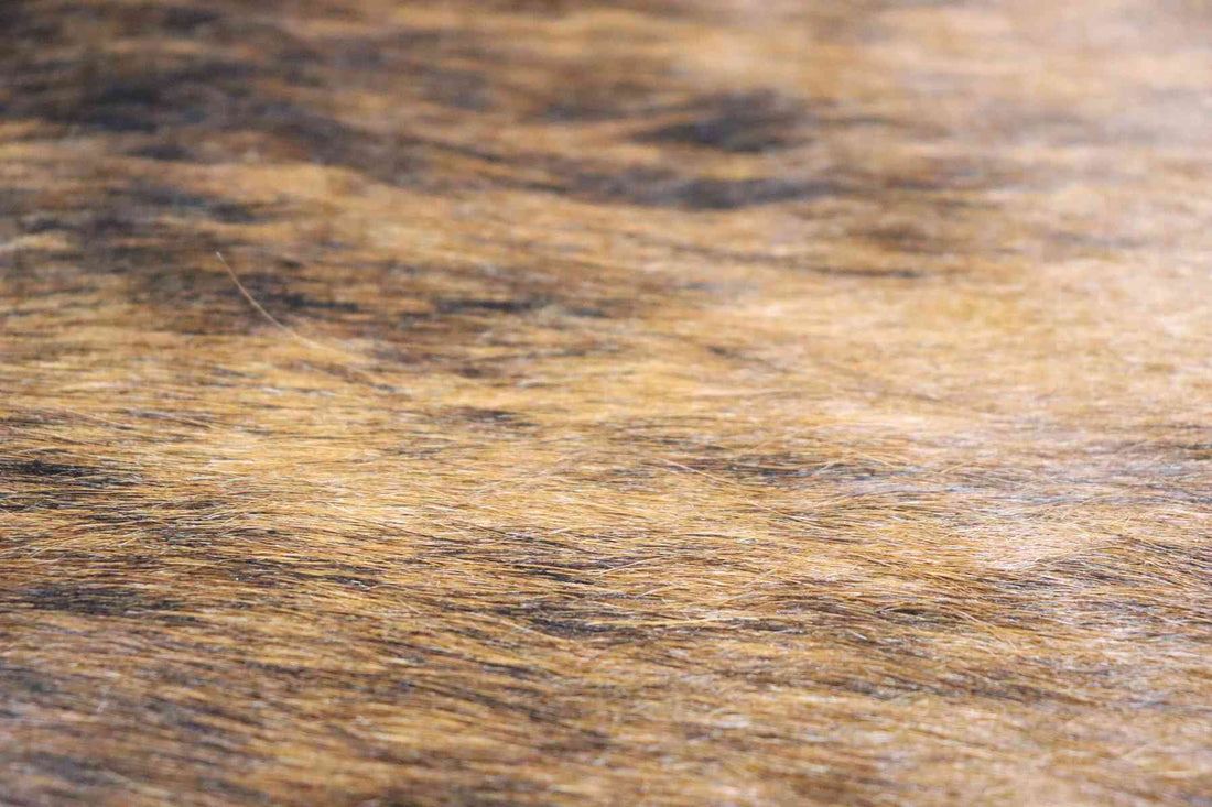 Brown White Brindle (7.9 X 7.2 ft.) Exact As Photo BRAZILIAN Cowhide Rug | 100% Natural Cowhide Area Rug | Real Leather Cow Skin Rug | BZ202