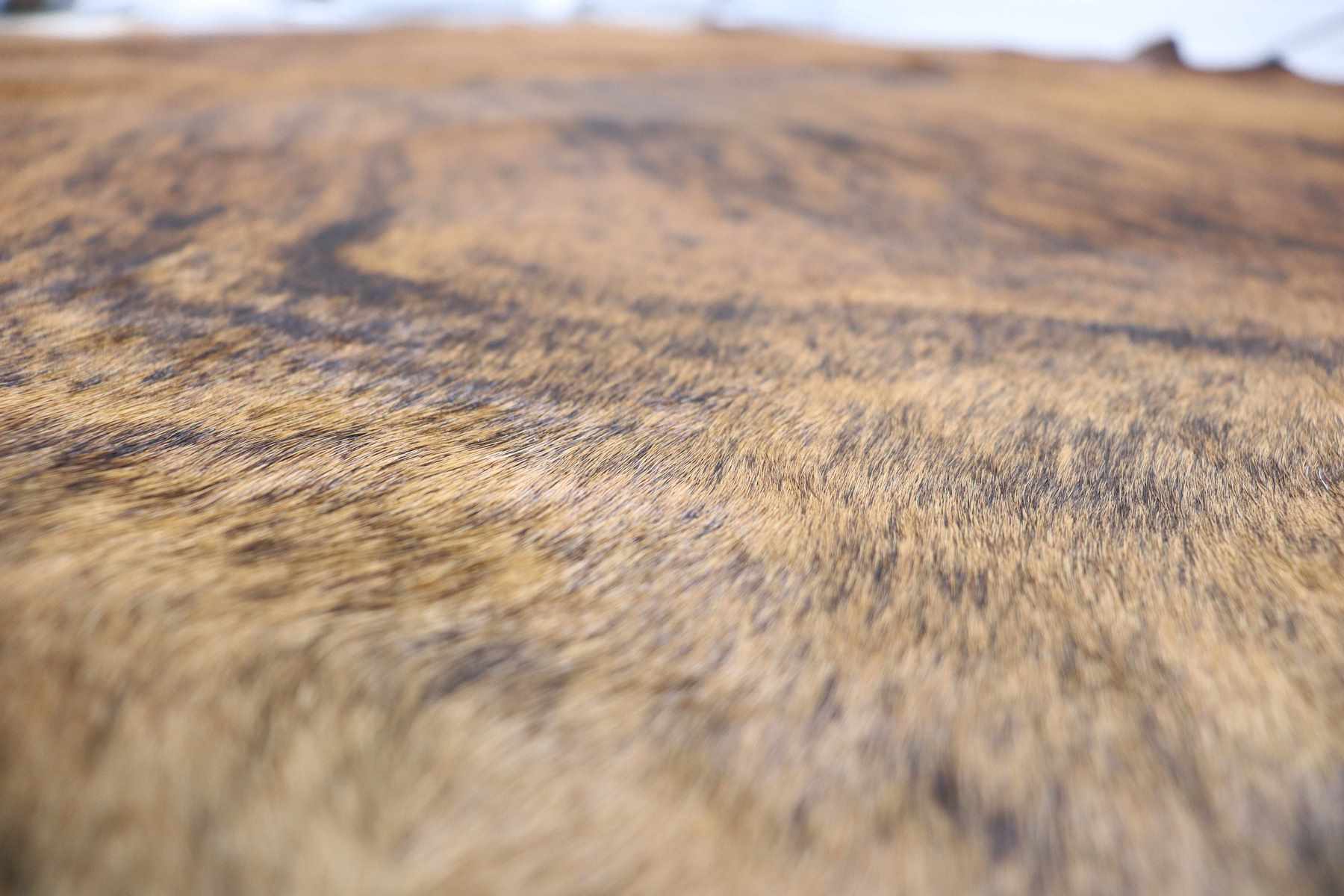 Brindle (8.5 X 8.1 ft.) Exact As Photo BRAZILIAN Cowhide Rug | 100% Natural Cowhide Area Rug | Real Leather Cow Skin Rug | BZ139