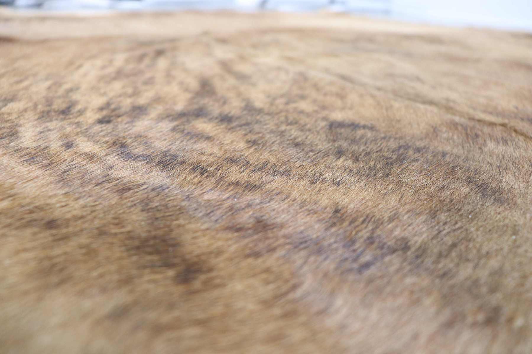 Brown Brindle (5.11 X 5.10 ft.) Exact As Photo BRAZILIAN Cowhide Rug | 100% Natural Cowhide Area Rug | Real Leather Cow Skin Rug | BZ149