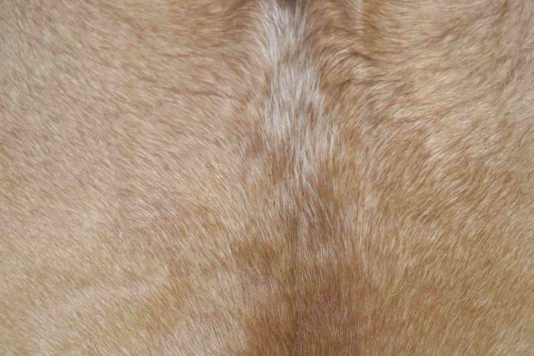 Light Brown White (6.10 X 6.4 ft.) Exact As Photo BRAZILIAN Cowhide Rug | 100% Natural Cowhide Area Rug | Real Leather Cow Skin Rug | BZ159