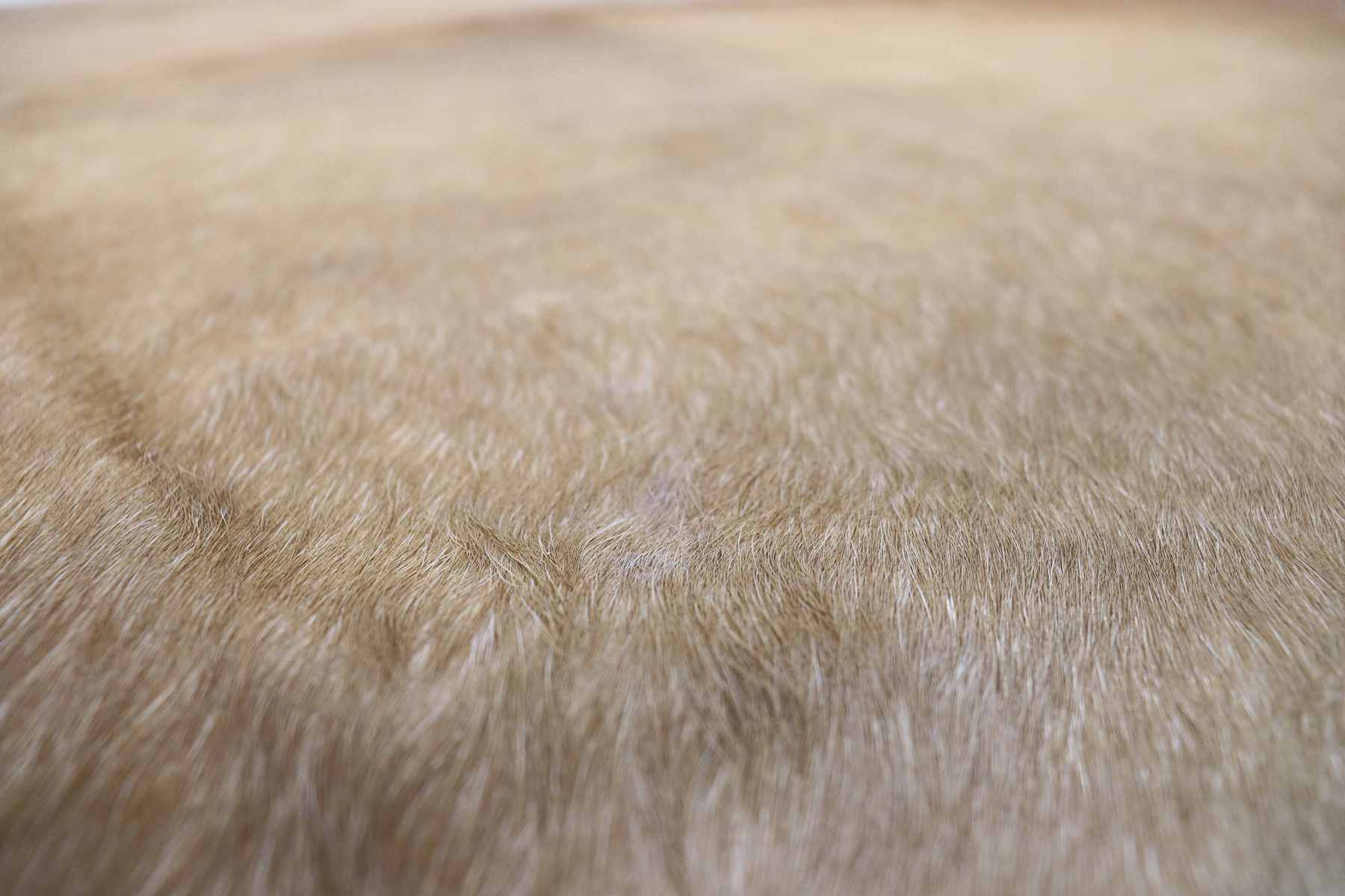 Light Brown White (6.10 X 6.4 ft.) Exact As Photo BRAZILIAN Cowhide Rug | 100% Natural Cowhide Area Rug | Real Leather Cow Skin Rug | BZ159