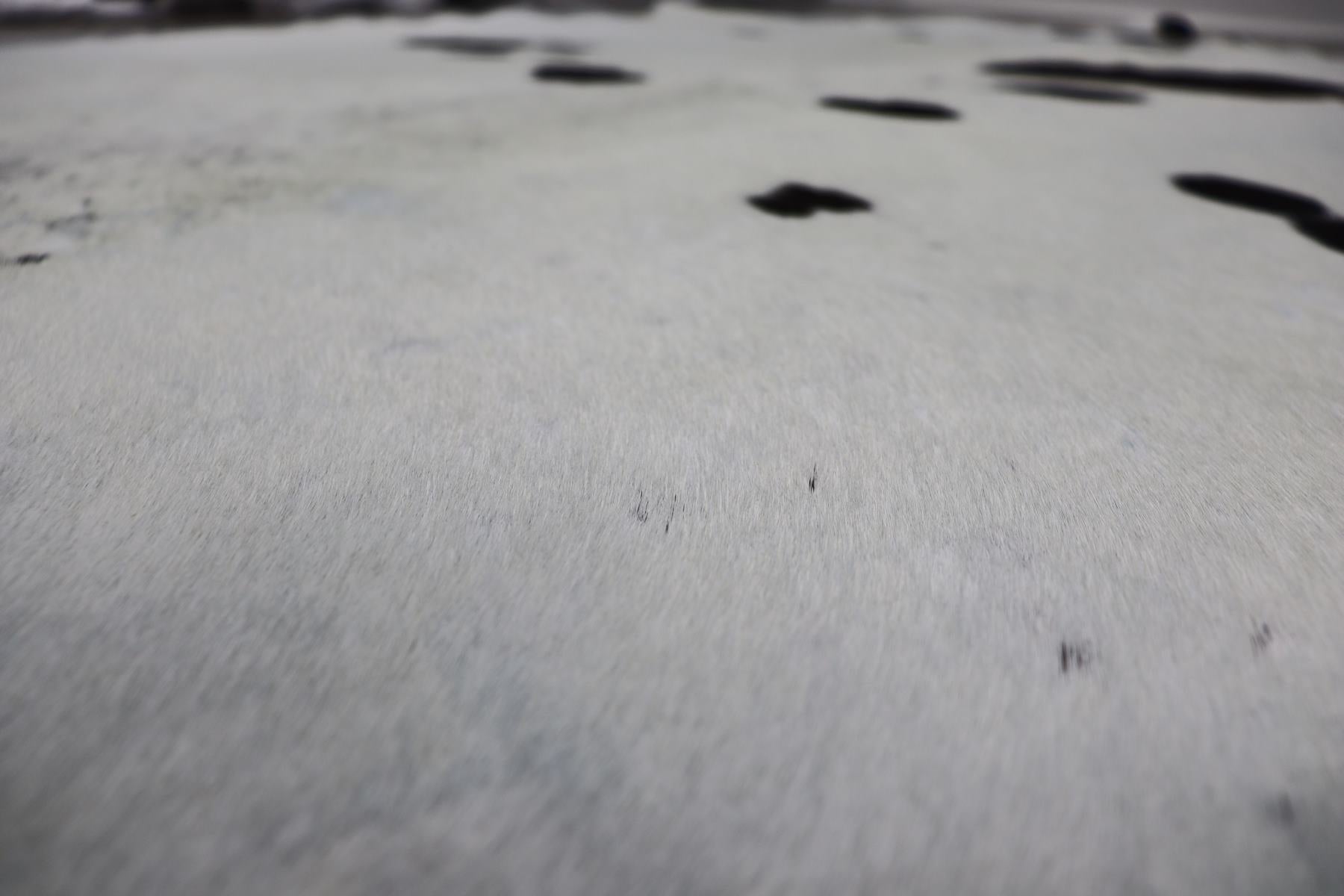 White Black (6.9 X 5.11 ft.) Exact As Photo BRAZILIAN Cowhide Rug | 100% Natural Cowhide Area Rug | Real Leather Cow Skin Rug | BZ165