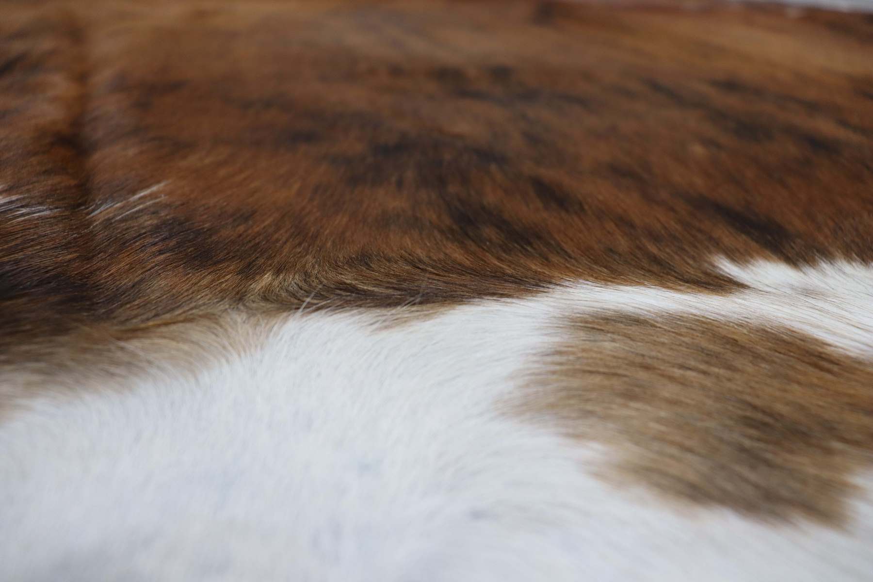 Brown White Brindle (6.3 X 6.2 ft.) Exact As Photo BRAZILIAN Cowhide Rug | 100% Natural Cowhide Area Rug | Real Leather Cow Skin Rug | BZ192