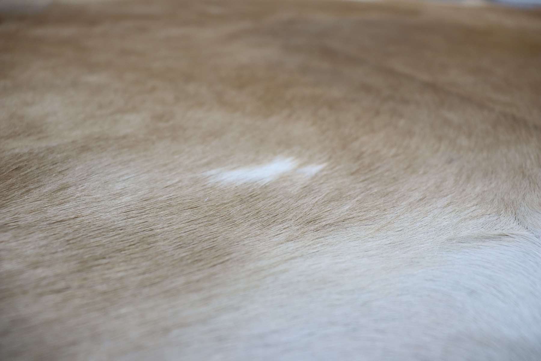 Light Brown White (7 X 5.11 ft.) Exact As Photo BRAZILIAN Cowhide Rug | 100% Natural Cowhide Area Rug | Real Leather Cow Skin Rug | BZ201