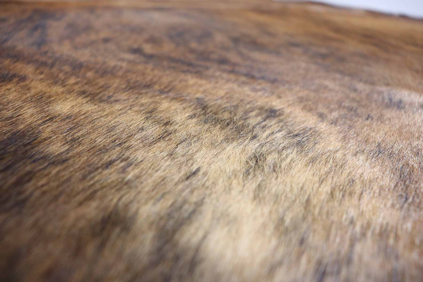 Brown White Brindle (7.9 X 7.2 ft.) Exact As Photo BRAZILIAN Cowhide Rug | 100% Natural Cowhide Area Rug | Real Leather Cow Skin Rug | BZ202