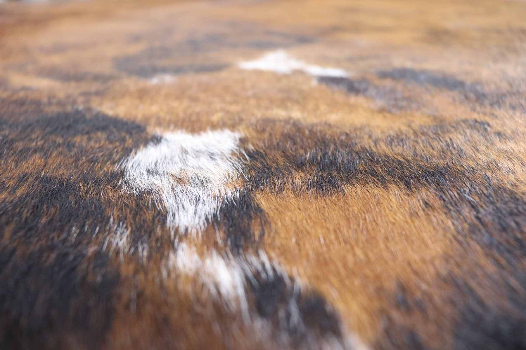 Tricolor Brindle (7.10 X 7.10 ft.) Exact As Photo BRAZILIAN Cowhide Rug | 100% Natural Cowhide Area Rug | Real Leather Cow Skin Rug | BZ204