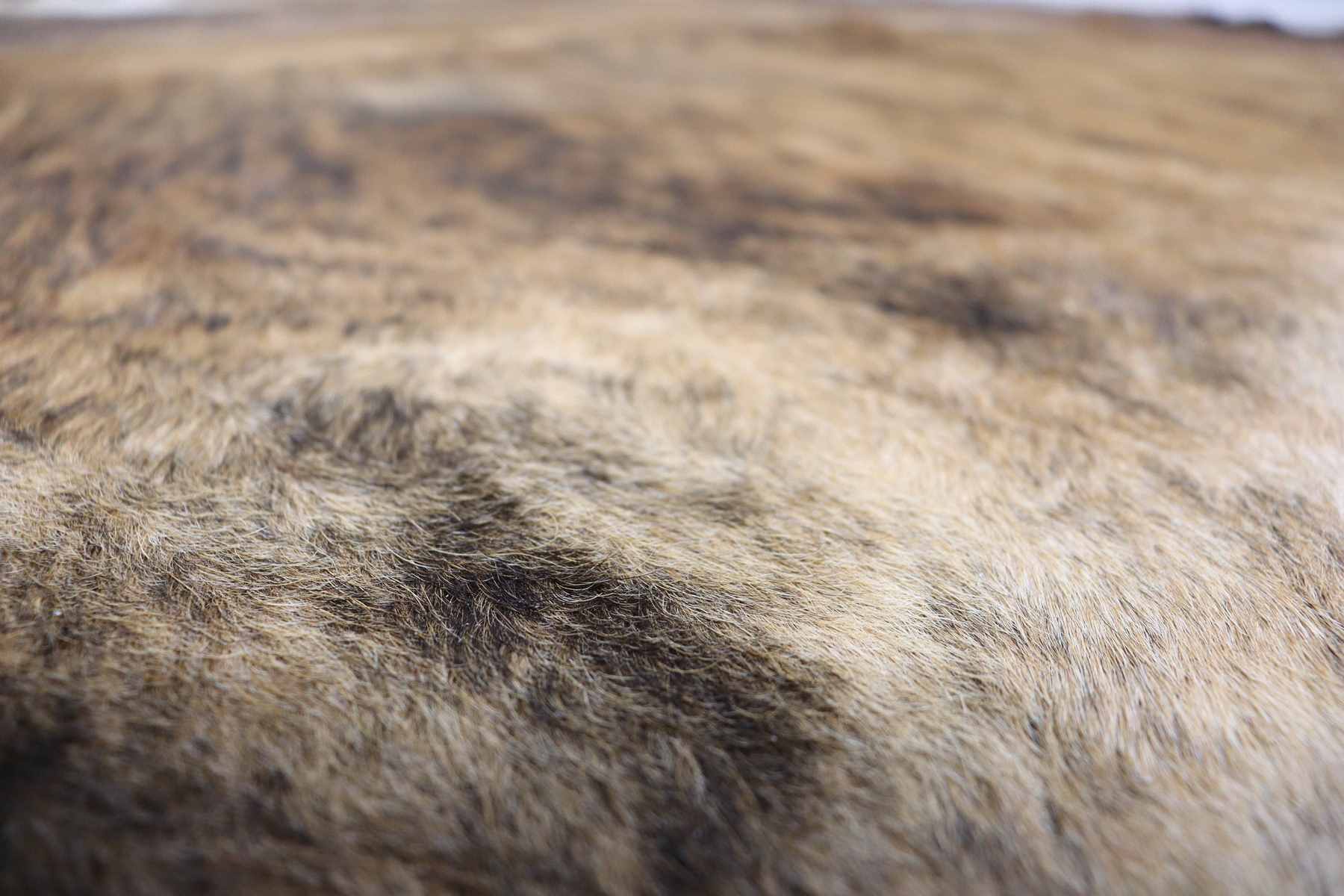Brown Brindle (7.11 X 7.8 ft.) Exact As Photo BRAZILIAN Cowhide Rug | 100% Natural Cowhide Area Rug | Real Leather Cow Skin Rug | BZ209