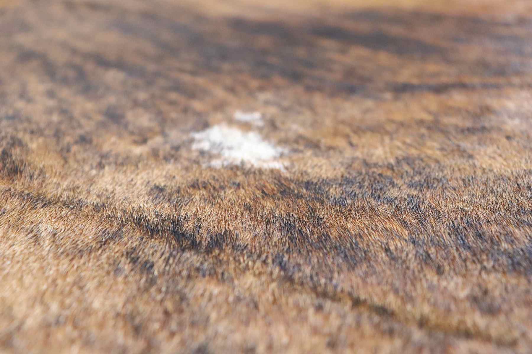 Brown Brindle (8.8 X 7.6 ft.) Exact As Photo BRAZILIAN Cowhide Rug | 100% Natural Cowhide Area Rug | Real Leather Cow Skin Rug | BZ211