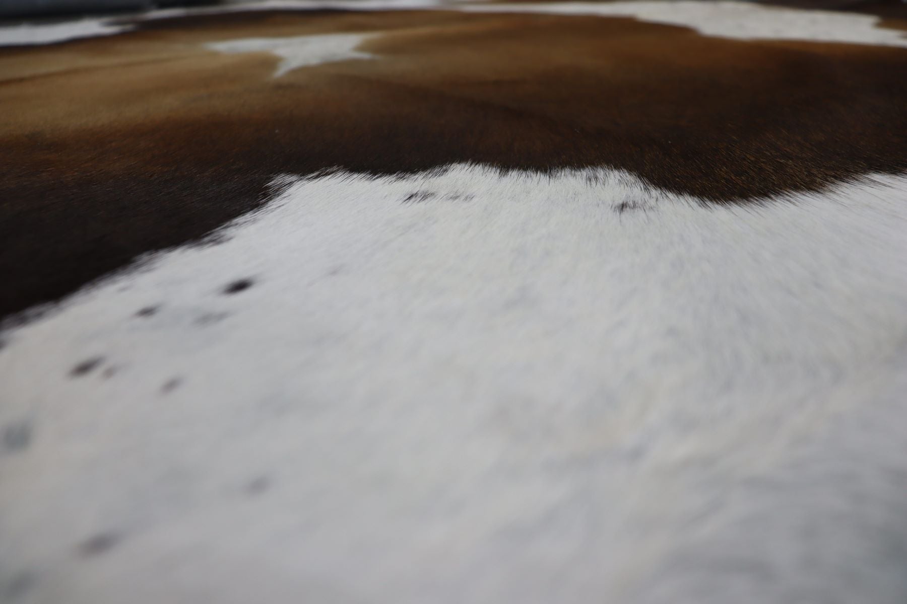 Brown White (7.1 X 6 ft.) Exact As Photo BRAZILIAN Cowhide Rug | 100% Natural Cowhide Area Rug | Real Leather Cow Skin Rug | BZ214