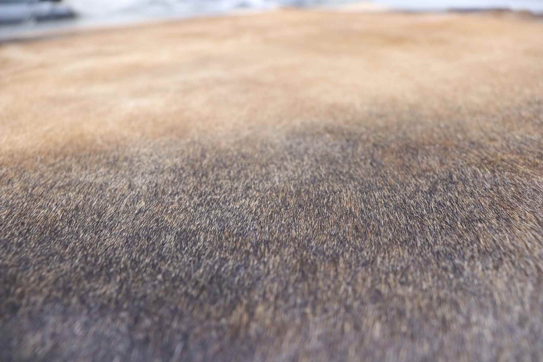 Brown Black (7.5 X 5.2 ft.) Exact As Photo BRAZILIAN Cowhide Rug | 100% Natural Cowhide Area Rug | Real Leather Cow Skin Rug | BZ217