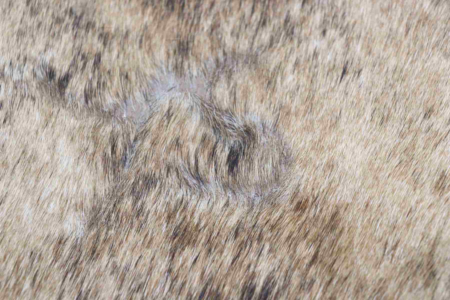 Brindle (6.10 X 5.2 ft.) Exact As Photo BRAZILIAN Cowhide Rug | 100% Natural Cowhide Area Rug | Real Leather Cow Skin Rug | BZ222