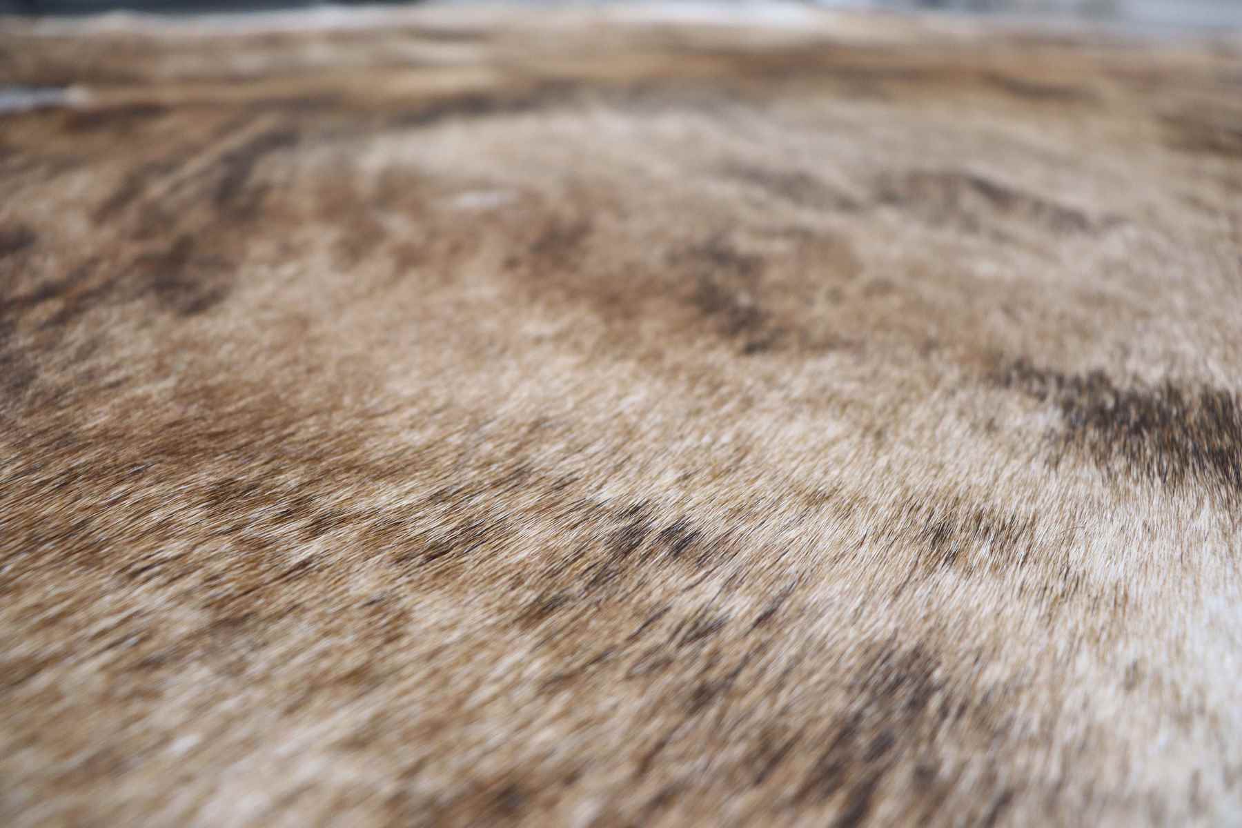 Brindle (6.10 X 5.2 ft.) Exact As Photo BRAZILIAN Cowhide Rug | 100% Natural Cowhide Area Rug | Real Leather Cow Skin Rug | BZ222