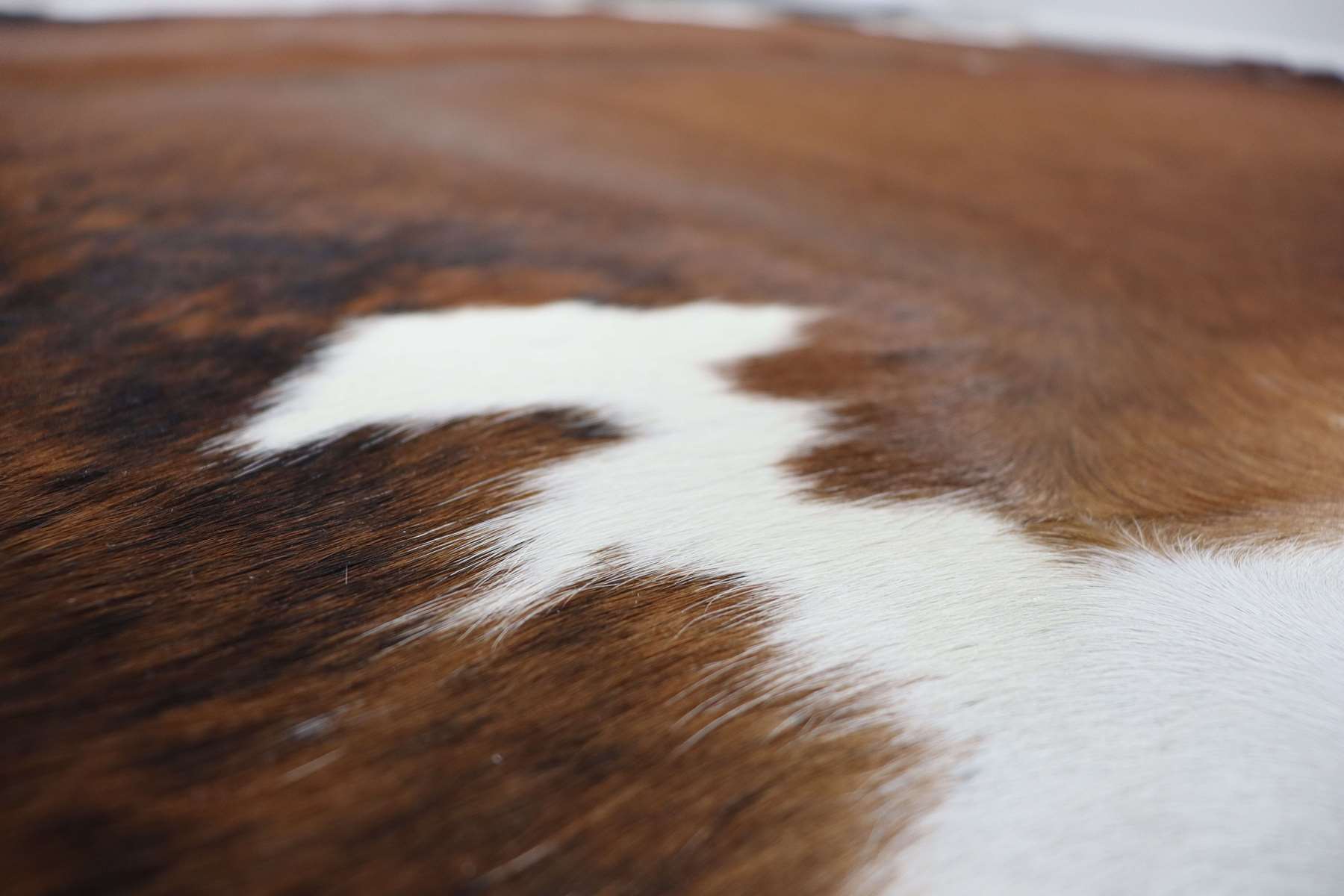 Brown White (6.10 X 6.1 ft.) Exact As Photo BRAZILIAN Cowhide Rug | 100% Natural Cowhide Area Rug | Real Leather Cow Skin Rug | BZ230