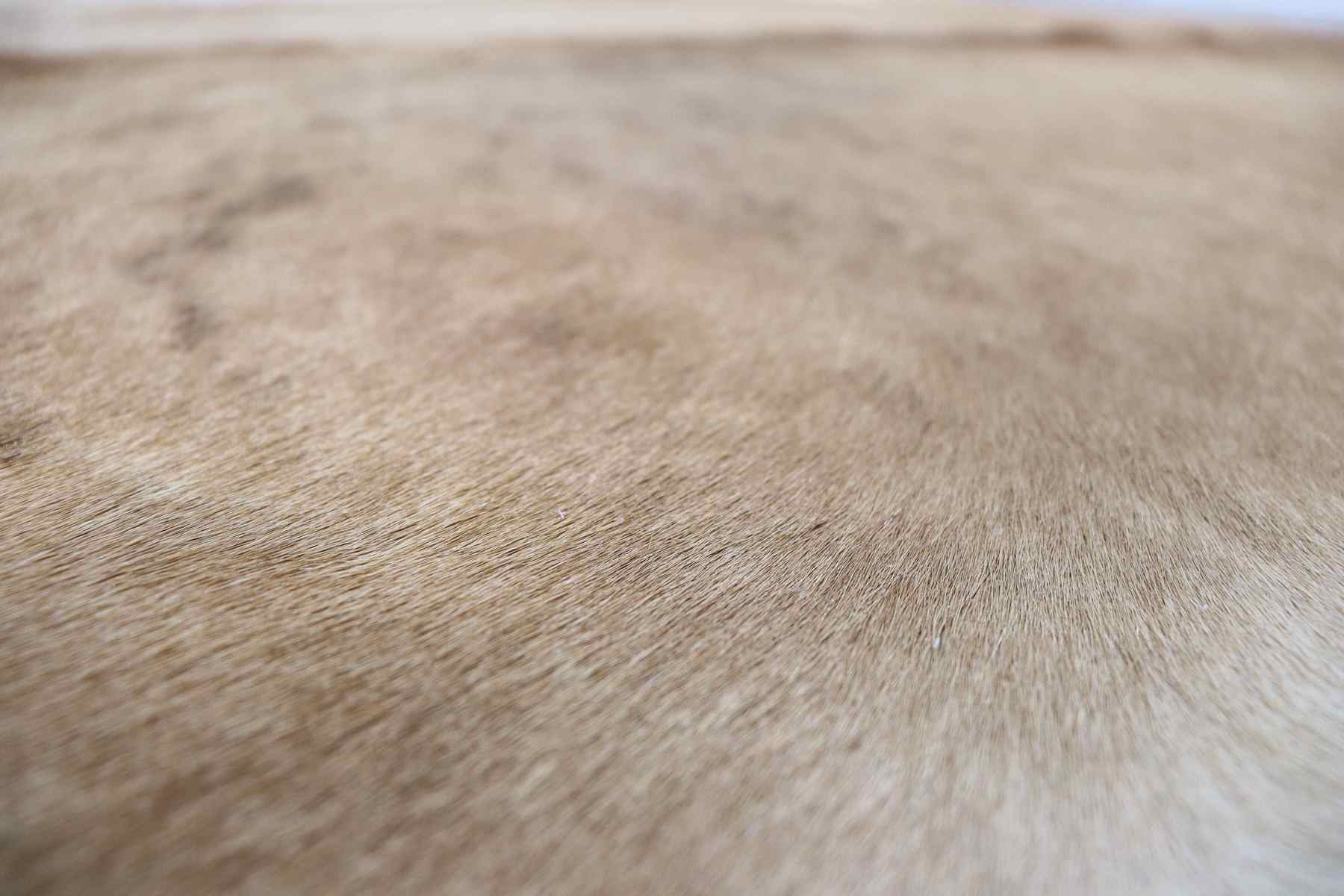 Brown Beige White (6.9 X 6.2 ft.) Exact As Photo BRAZILIAN Cowhide Rug | 100% Natural Cowhide Area Rug | Real Leather Cow Skin Rug | BZ231