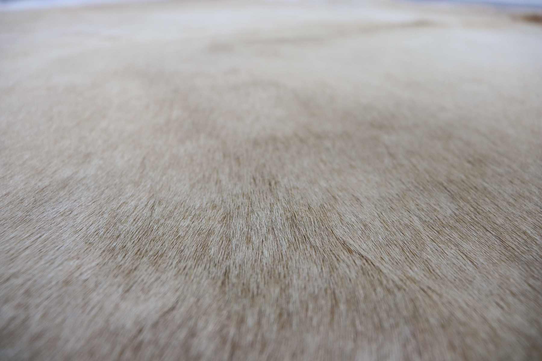 Light Brown White (6.6 X 5.6 ft.) Exact As Photo BRAZILIAN Cowhide Rug | 100% Natural Cowhide Area Rug | Real Leather Cow Skin Rug | BZ234