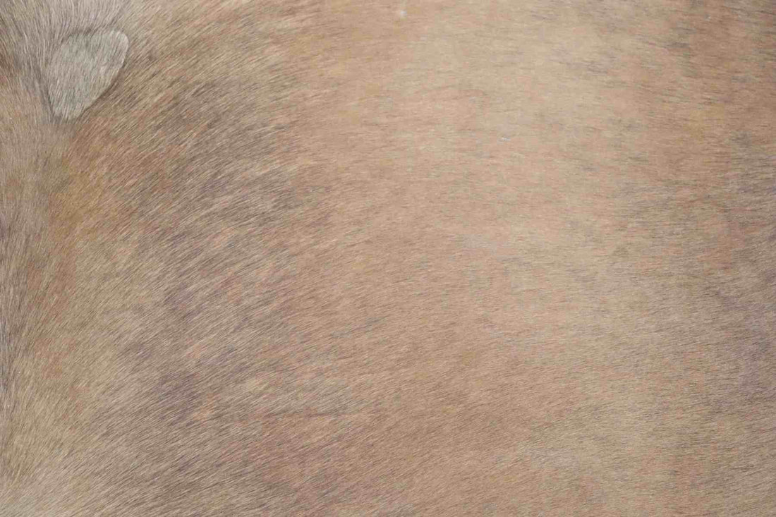 Brown (7.6 X 6.2 ft.) Exact As Photo BRAZILIAN Cowhide Rug | 100% Natural Cowhide Area Rug | Real Leather Cow Skin Rug | BZ237
