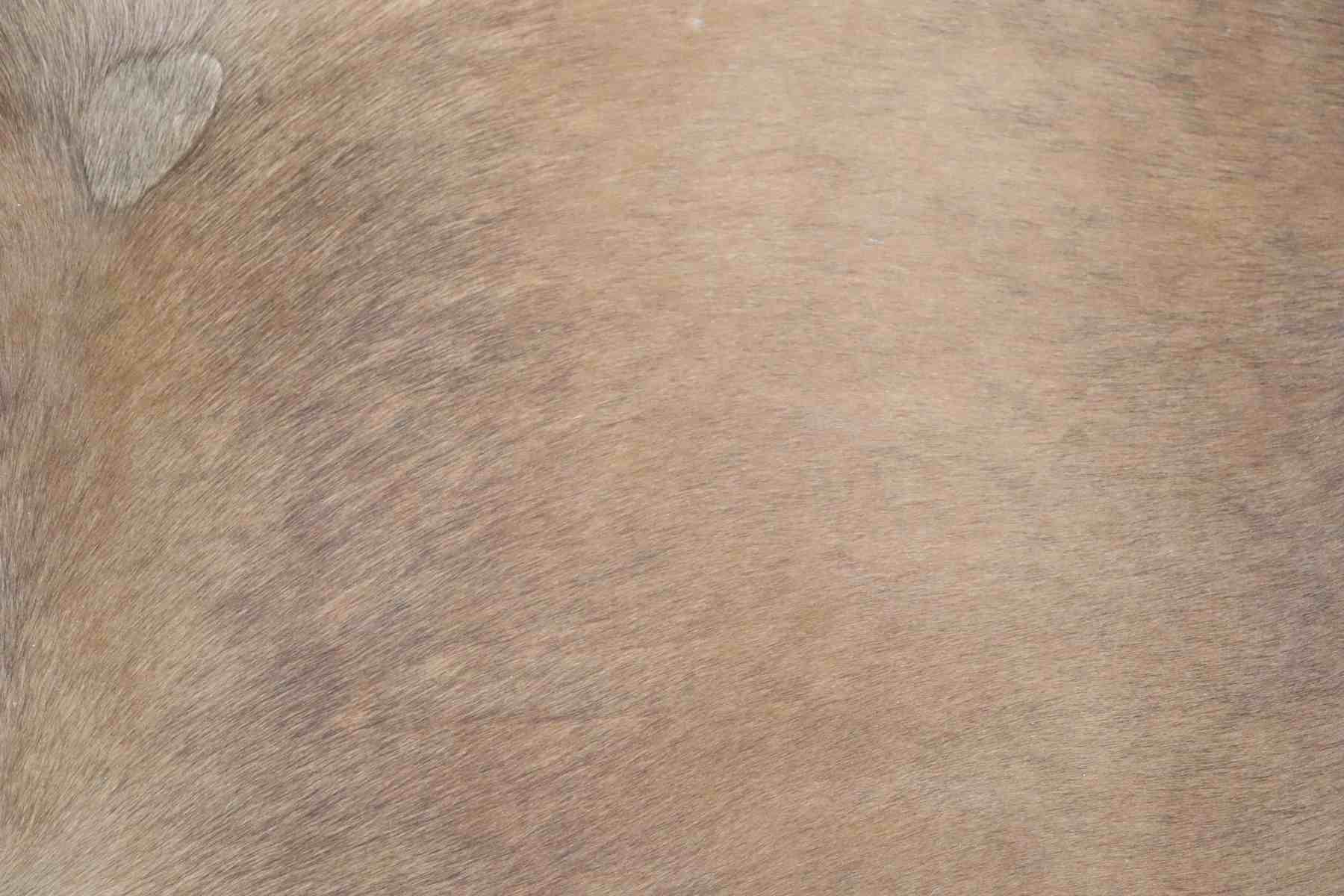 Brown (7.6 X 6.2 ft.) Exact As Photo BRAZILIAN Cowhide Rug | 100% Natural Cowhide Area Rug | Real Leather Cow Skin Rug | BZ237