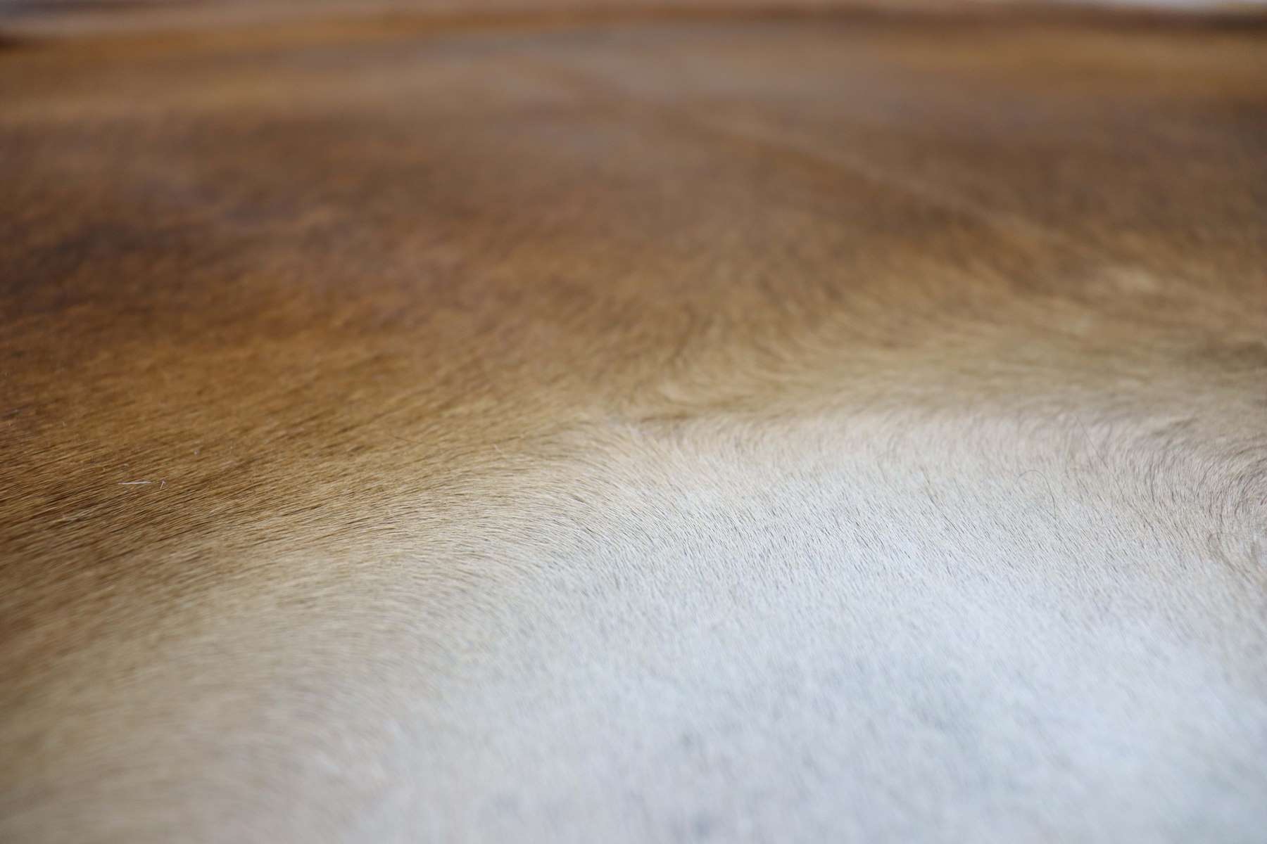 Brown (7.6 X 6.2 ft.) Exact As Photo BRAZILIAN Cowhide Rug | 100% Natural Cowhide Area Rug | Real Leather Cow Skin Rug | BZ237