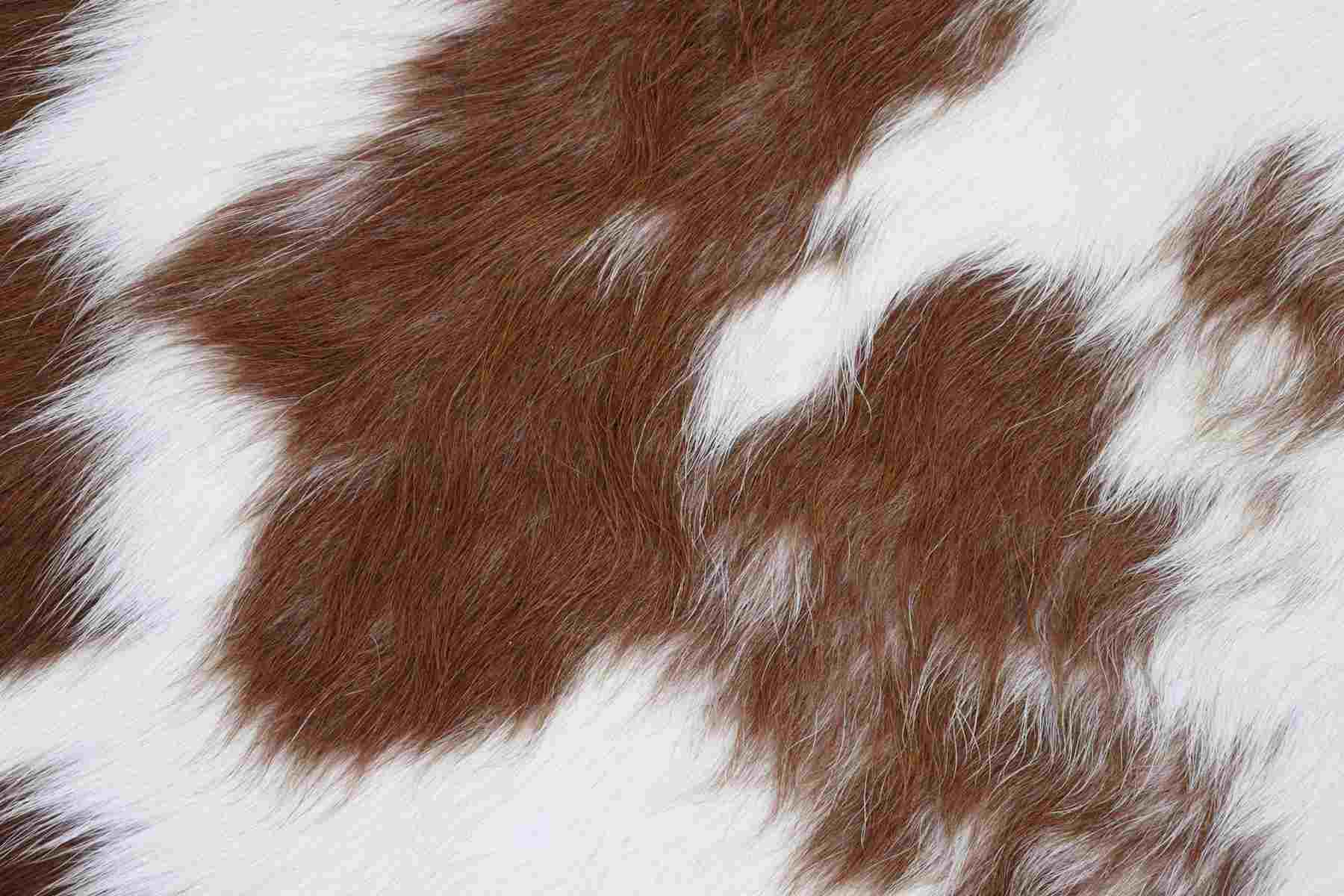 Brown White (6.10 X 6.9 ft.) Exact As Photo BRAZILIAN Cowhide Rug | 100% Natural Cowhide Area Rug | Real Leather Cow Skin Rug | BZ242