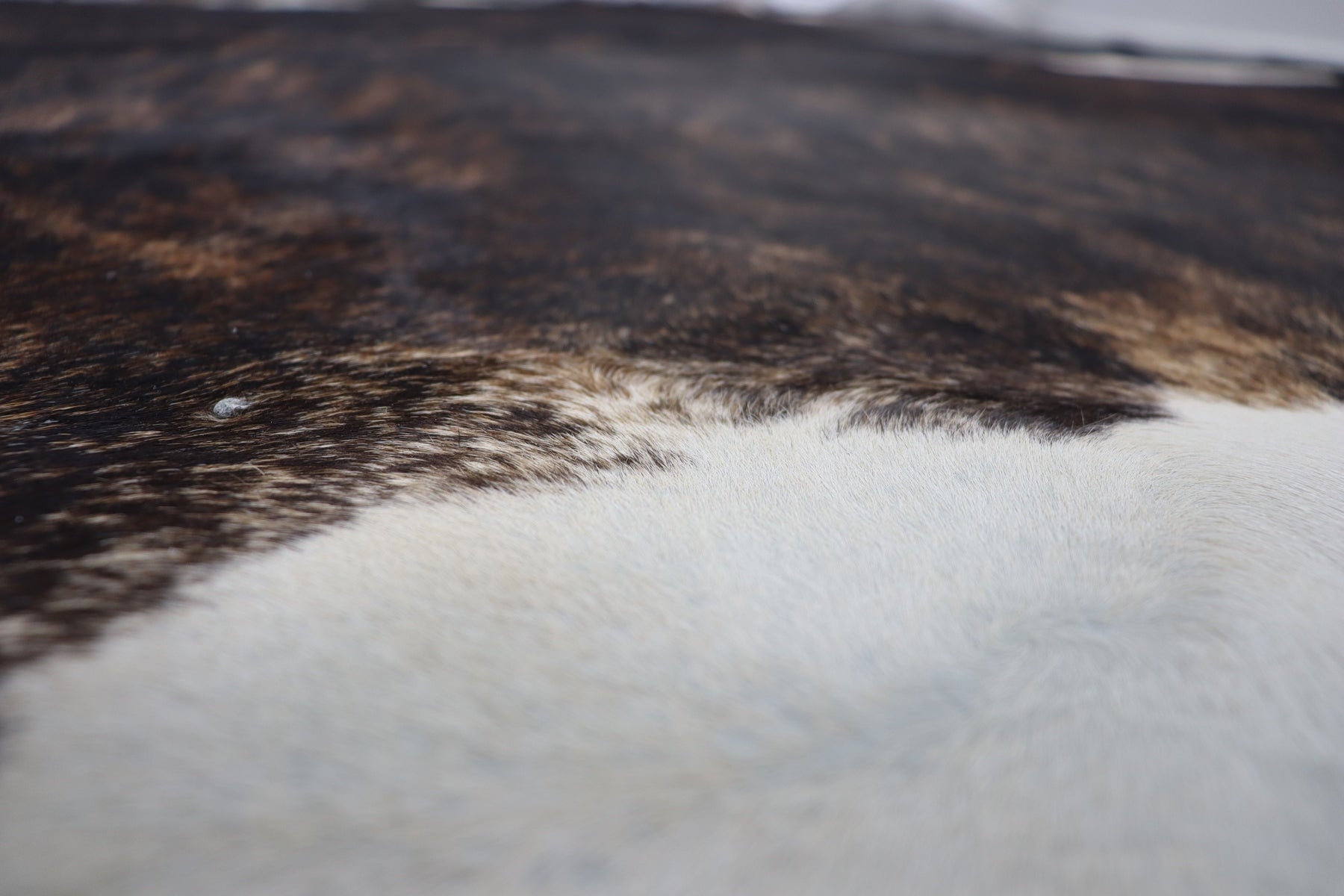Tricolor Brindle (6.8 X 6.9 ft.) Exact As Photo BRAZILIAN Cowhide Rug | 100% Natural Cowhide Area Rug | Real Leather Cow Skin Rug | BZ271