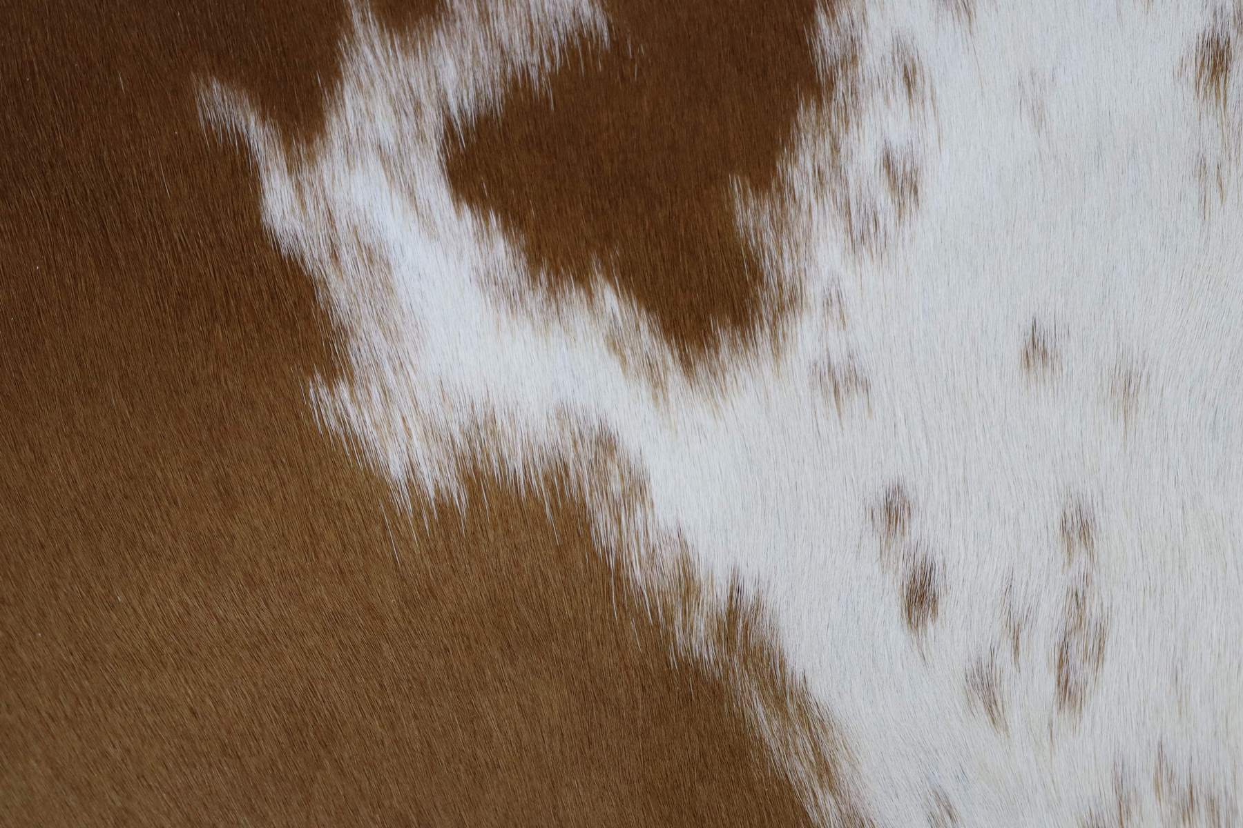 Brown White (7.1 X 5.11 ft.) Exact As Photo BRAZILIAN Cowhide Rug | 100% Natural Cowhide Area Rug | Real Leather Cow Skin Rug | BZ278
