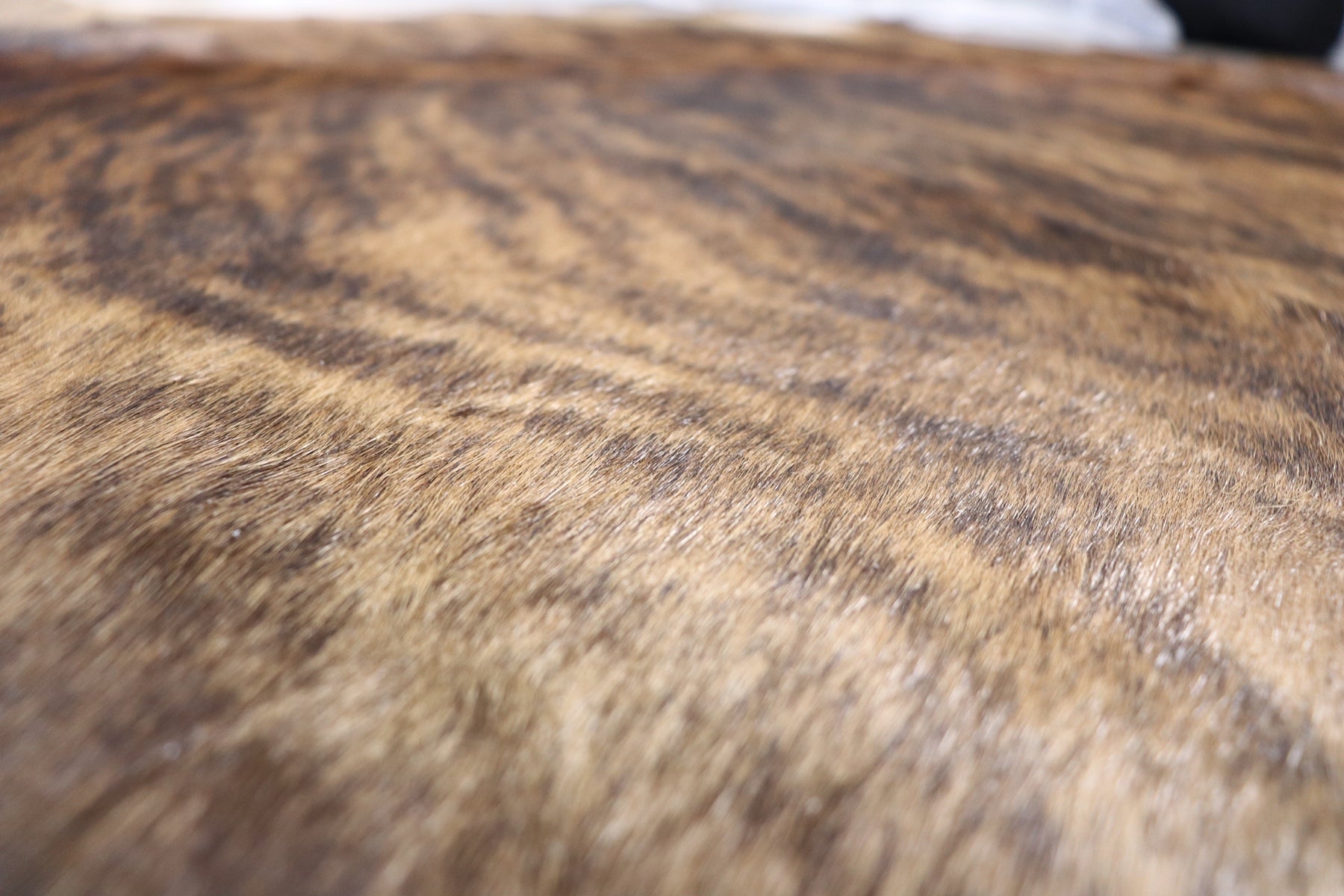 Tricolor Brindle (7 X 6.3 ft.) Exact As Photo BRAZILIAN Cowhide Rug | 100% Natural Cowhide Area Rug | Real Leather Cow Skin Rug | BZ294