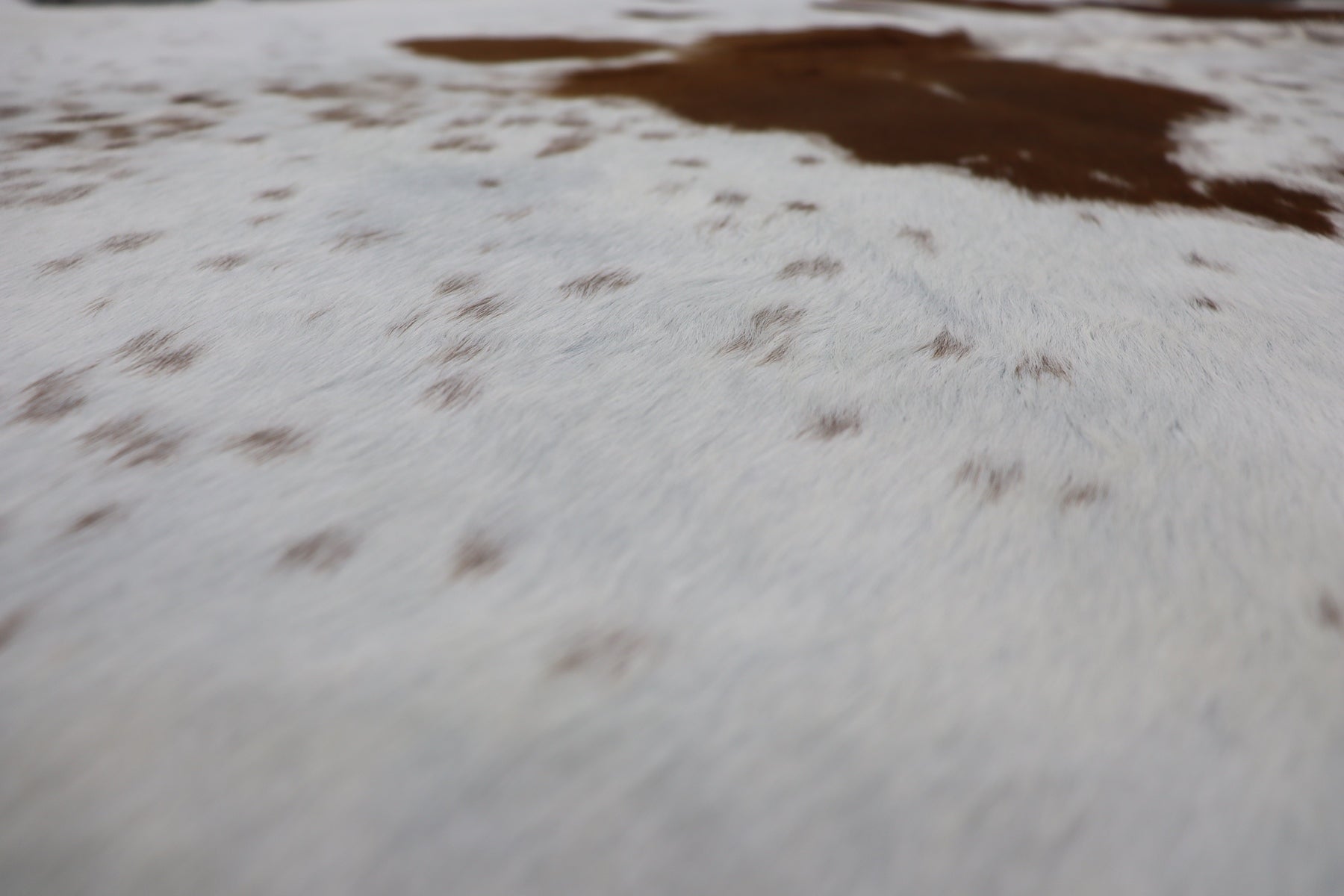 Brown White (6.7 X 6.5 ft.) Exact As Photo BRAZILIAN Cowhide Rug | 100% Natural Cowhide Area Rug | Real Leather Cow Skin Rug | BZ304