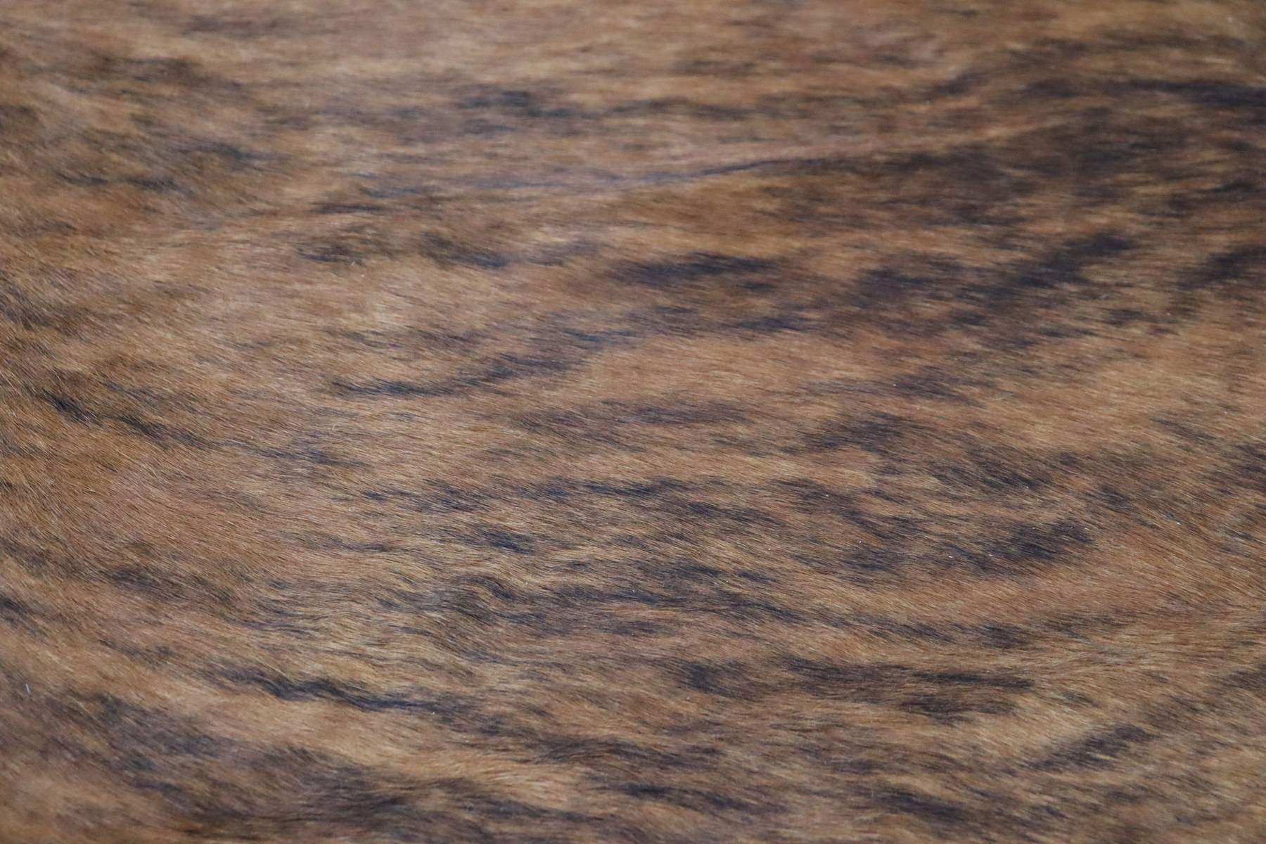 Brown Brindle (7 X 6.4 ft.) Exact As Photo BRAZILIAN Cowhide Rug | 100% Natural Cowhide Area Rug | Real Leather Cow Skin Rug | BZ324
