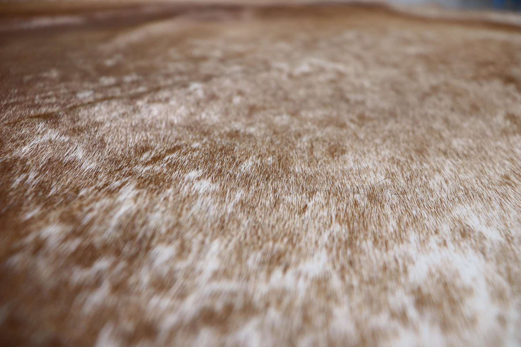 Brown White (6.4 X 6.1 ft.) Exact As Photo BRAZILIAN Cowhide Rug | 100% Natural Cowhide Area Rug | Real Leather Cow Skin Rug | BZ337