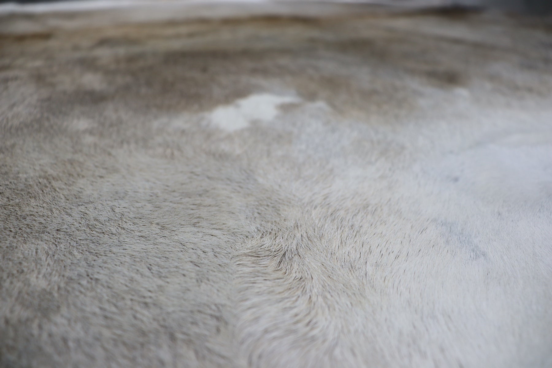 Tricolor (6.9 X 6.4 ft.) Exact As Photo BRAZILIAN Cowhide Rug | 100% Natural Cowhide Area Rug | Real Leather Cow Skin Rug | BZ352