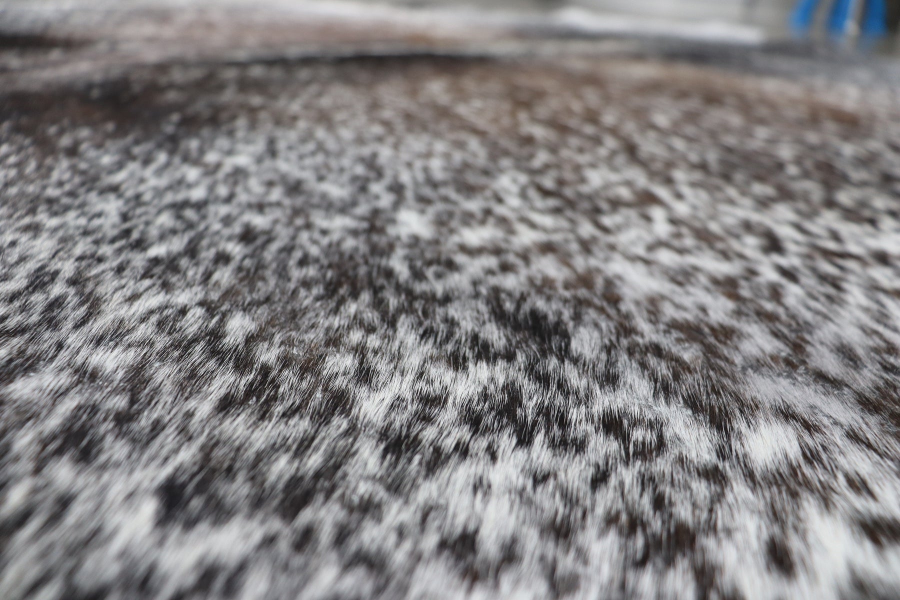 Tricolor (7.4 X 6.5 ft.) Exact As Photo BRAZILIAN Cowhide Rug | 100% Natural Cowhide Area Rug | Real Leather Cow Skin Rug | BZ382S