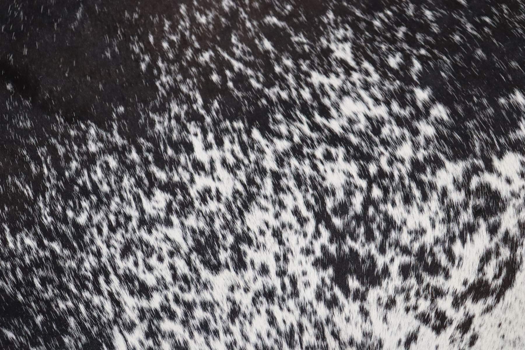 Black White (7.4 X 6.1 ft.) Exact As Photo BRAZILIAN Cowhide Rug | 100% Natural Cowhide Area Rug | Real Leather Cow Skin Rug | BZ407