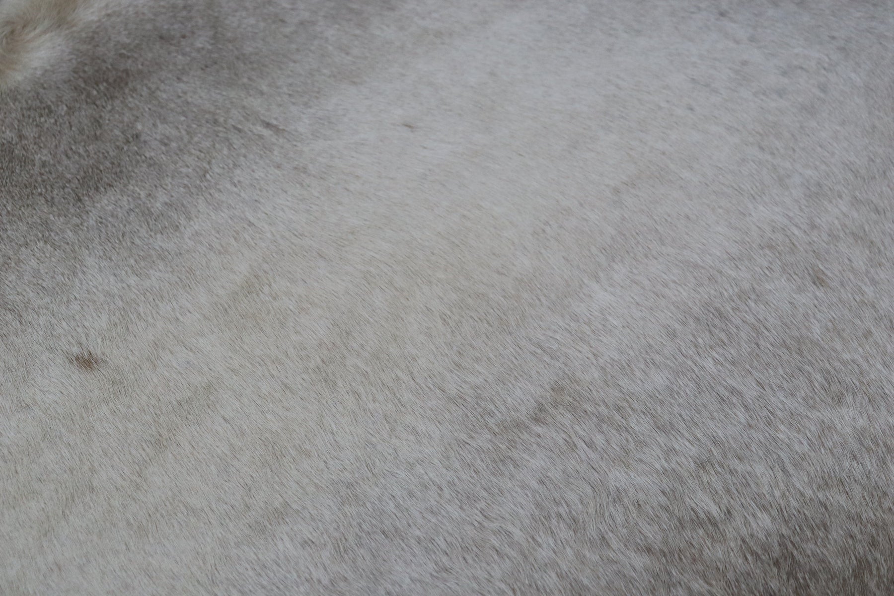 Grey White (6.11 X 5.10 ft.) Exact As Photo BRAZILIAN Cowhide Rug | 100% Natural Cowhide Area Rug | Real Leather Cow Skin Rug | BZ423