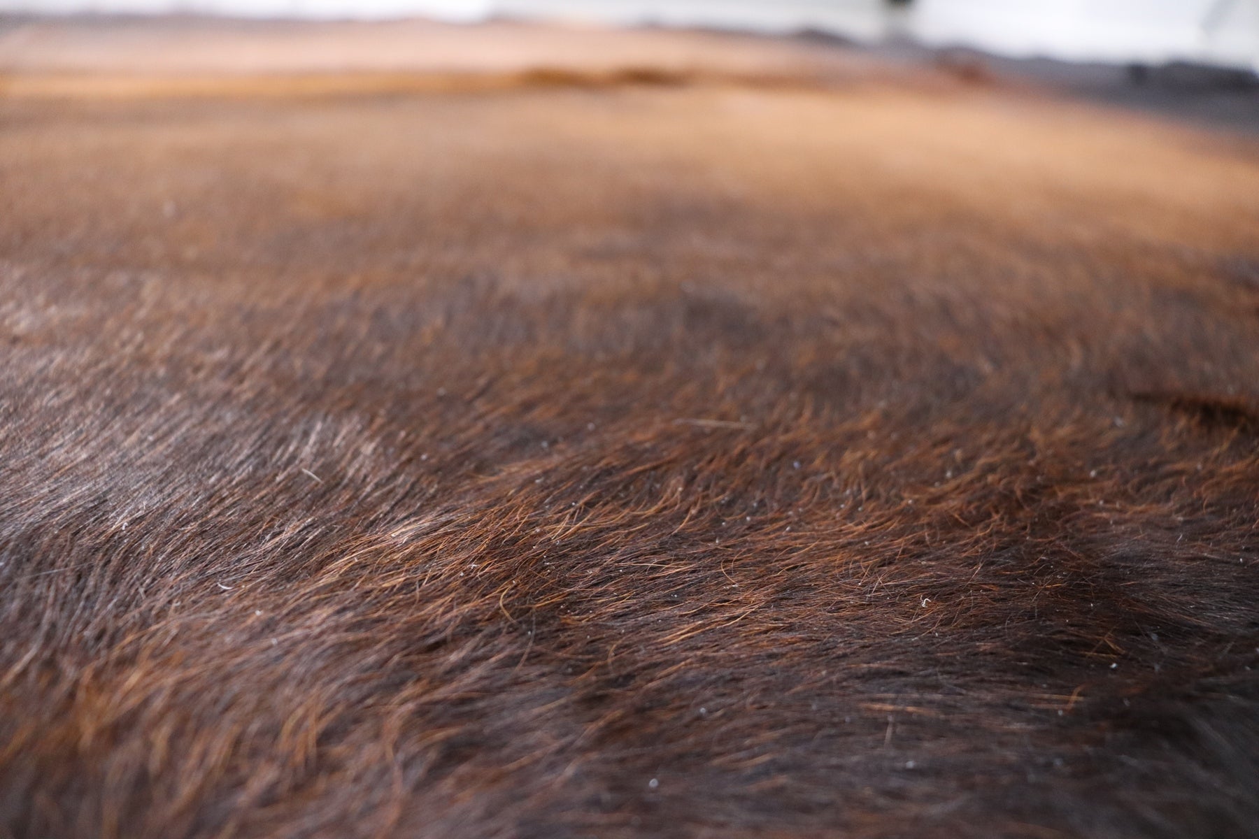 Brown Black (8 X 7 ft.) Exact As Photo BRAZILIAN Cowhide Rug | 100% Natural Cowhide Area Rug | Real Leather Cow Skin Rug | BZ463