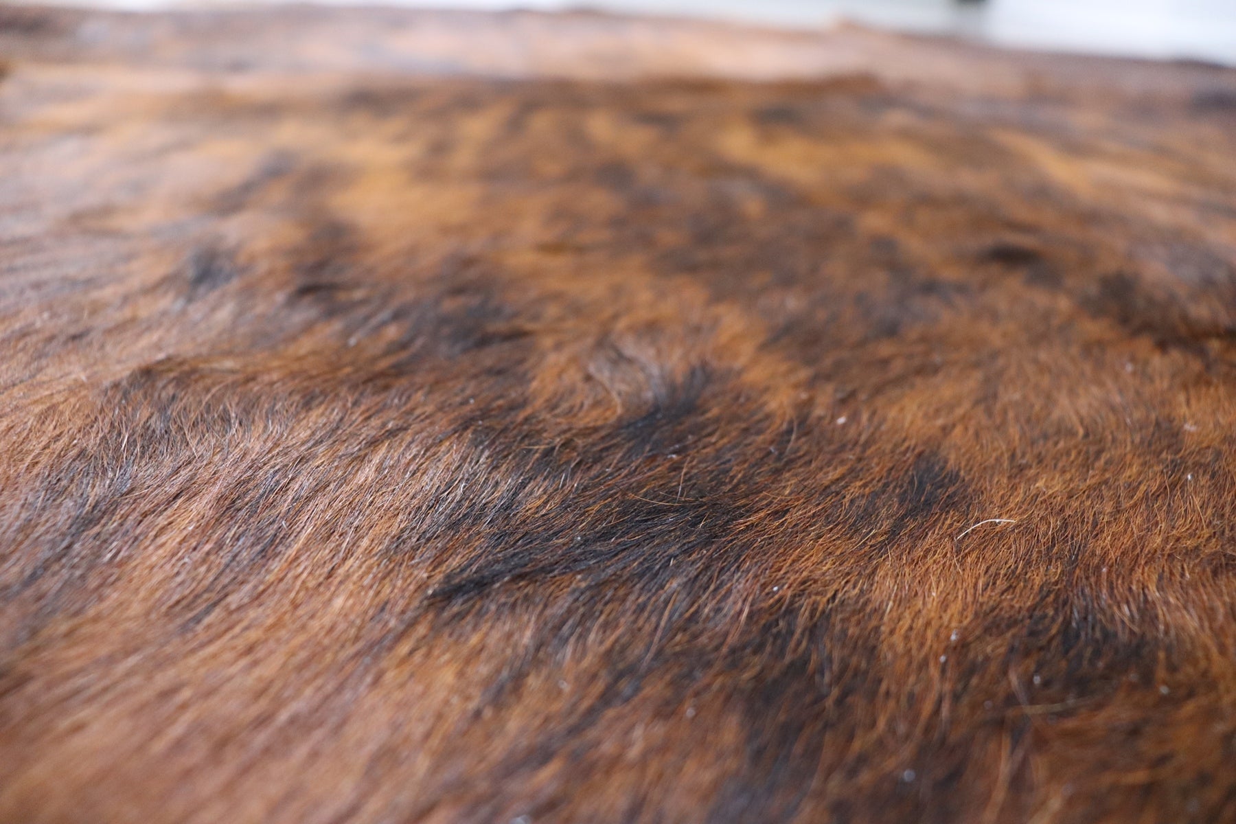 Tricolor Brindle (8.4 X 7.3 ft.) Exact As Photo BRAZILIAN Cowhide Rug | 100% Natural Cowhide Area Rug | Real Leather Cow Skin Rug | BZ479