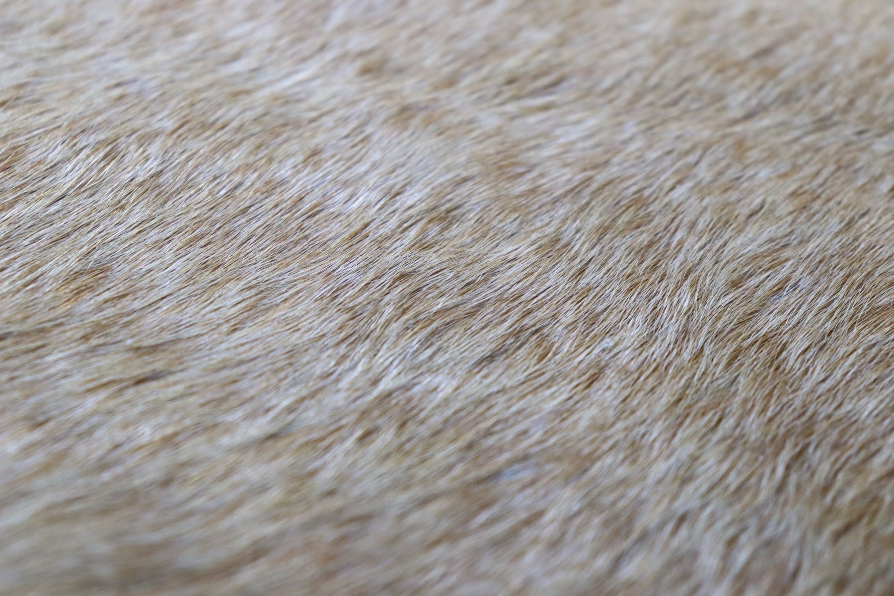 Light Brown White (8.5 X 7.4 ft.) Exact As Photo BRAZILIAN Cowhide Rug | 100% Natural Cowhide Area Rug | Real Leather Cow Skin Rug | BZ49