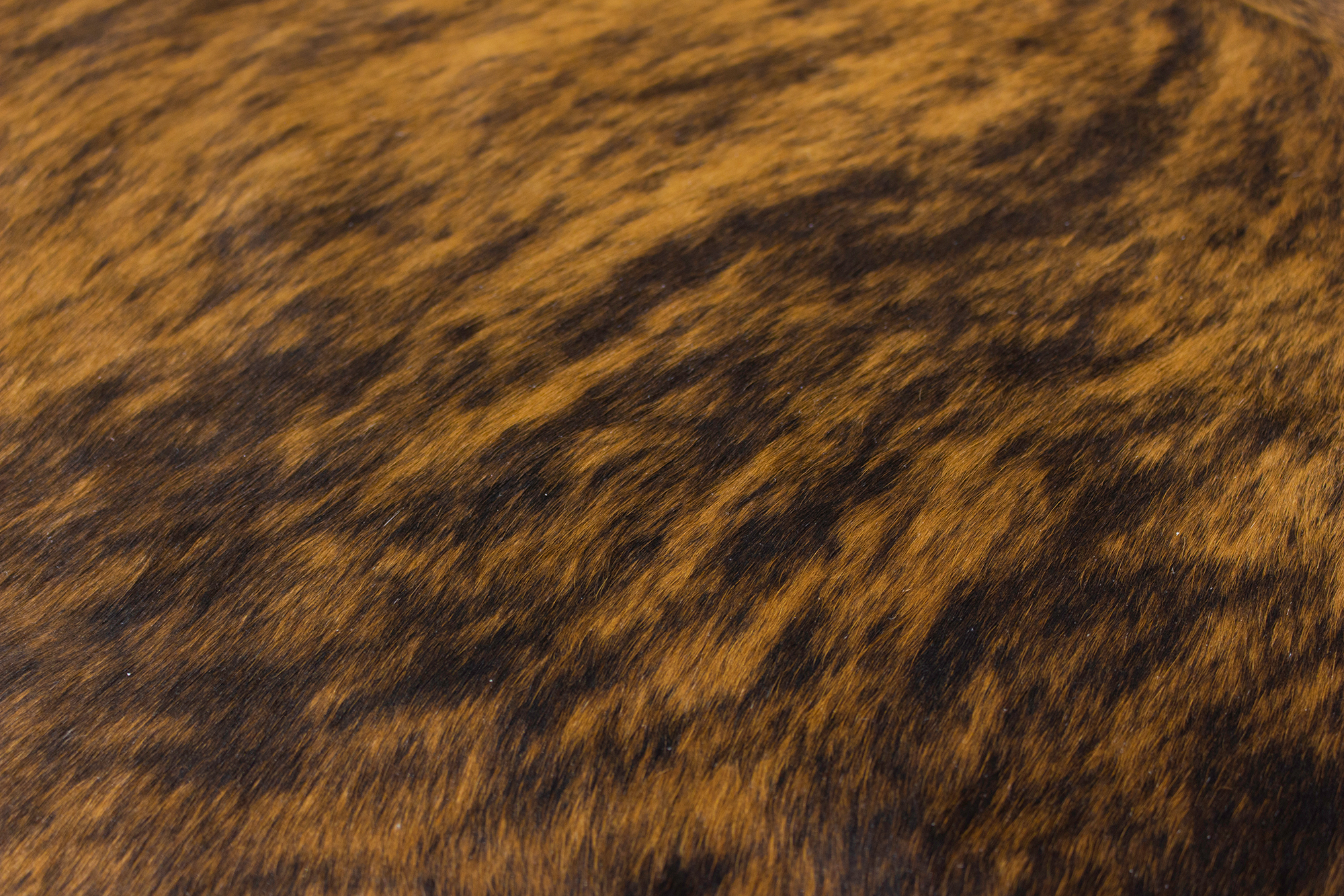 XLarge ( 7.3 x 6 ft ) BRAZILLIAN BRINDLE Cowhide Rug Hair-on Leather Area Rug - Exact as Photo