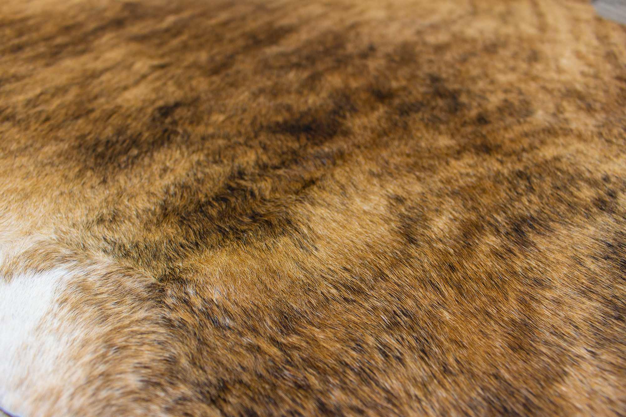 XLarge ( 6.9 x 6.6 ft ) Brazilian Brindle COWHIDE Rug Hair-on Leather Area Rug - Exact as Photo