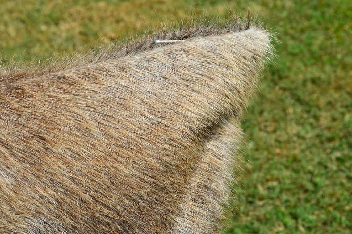 Double Sided Natural Cowhide Pillow Covers Real Hair on Cowhide Leather Cushion Covers